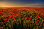 poppy-field-web